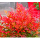 NANDINA Bajeczny bambus - sadzonki 20 / 30 cm